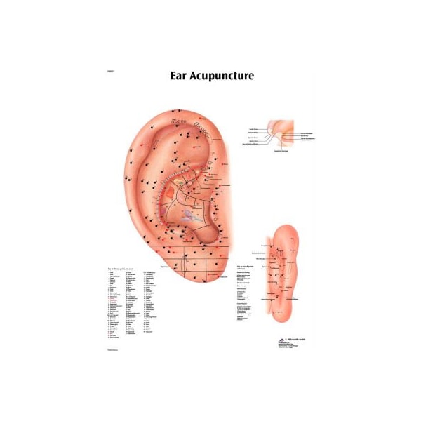 3B Anatomical Chart - Acupuncture Ear, Laminated